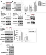 Xpress Antibody in Western Blot (WB)