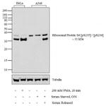 Phospho-S6 (Ser235, Ser236) Polyclonal Antibody
