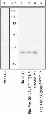 Phospho-S6 (Ser244, Ser247) Polyclonal Antibody
