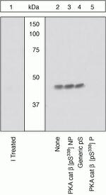 Phospho-PKA beta (Ser338) Antibody in Western Blot (WB)