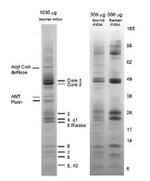 Complex III Monoclonal Antibody (11A51H12), Agarose