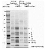 COX4 Monoclonal Antibody (31E91B82G9), Agarose
