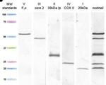 OxPhos Human WB Antibody Cocktail