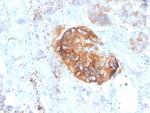 MTAP Antibody in Immunohistochemistry (Paraffin) (IHC (P))