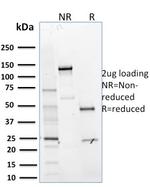MTF1 Antibody in SDS-PAGE (SDS-PAGE)