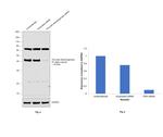 PDH Antibody in Western Blot (WB)