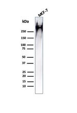MUC1/CA15-3/EMA/CD227 (Epithelial Marker) Antibody in Western Blot (WB)