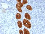 MUC1/CA15-3/EMA/CD227 Antibody in Immunohistochemistry (Paraffin) (IHC (P))
