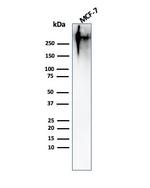 MUC1/CA15-3/EMA/CD227 Antibody in Western Blot (WB)