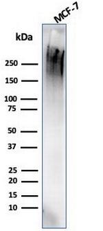 MUC1/CA15-3/EMA/CD227 (Epithelial Marker) Antibody in Western Blot (WB)