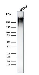 MUC1/CA15-3/EMA/CD227 Antibody in Western Blot (WB)