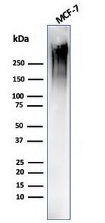 MUC1/CA15-3/EMA/CD227 (Epithelial Marker) Antibody in Western Blot (WB)