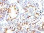 MUC2 (Mucin 2) Monoclonal Antibody (CCP58)