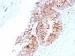 MUC2 (Mucin 2) Antibody in Immunohistochemistry (Paraffin) (IHC (P))