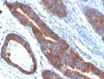 MUC3 (Mucin 3) Antibody in Immunohistochemistry (Paraffin) (IHC (P))
