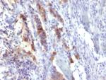 MUC5AC (Mucin 5AC/Gastric Mucin) Antibody in Immunohistochemistry (Paraffin) (IHC (P))
