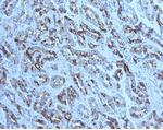 MUC6 (Mucin 6/Gastric Mucin) Antibody in Immunohistochemistry (Paraffin) (IHC (P))