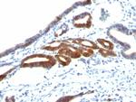MUC6 (Mucin 6/Gastric Mucin) Monoclonal Antibody (SPM598)