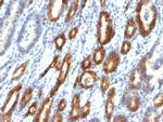 MUC6 (Mucin 6/Gastric Mucin) Antibody in Immunohistochemistry (Paraffin) (IHC (P))