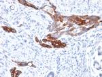 MUC6 (Mucin 6/Gastric Mucin) Antibody in Immunohistochemistry (Paraffin) (IHC (P))
