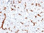 MUC6 (Mucin 6/Gastric Mucin) Recombinant Rabbit Monoclonal Antibody (MUC6, 1553R)