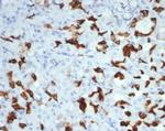 MUC6 (Mucin 6/Gastric Mucin) Antibody in Immunohistochemistry (Paraffin) (IHC (P))