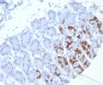 MUC6 (Mucin 6/Gastric Mucin) Antibody in Immunohistochemistry (Paraffin) (IHC (P))