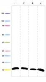 COX5B Monoclonal Antibody (16H12H9)