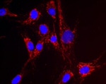 NNT Monoclonal Antibody (8B4BB10)