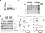 TAP Tag Antibody in Western Blot (WB)