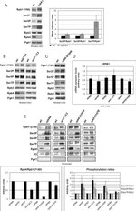PGK1 Antibody in Western Blot (WB)