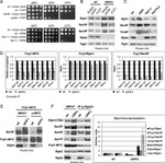 PGK1 Antibody in Western Blot (WB)