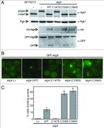 PGK1 Antibody in Western Blot (WB)