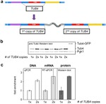 PGK1 Antibody in Western Blot (WB)
