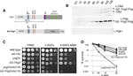 PGK1 Antibody in Western Blot (WB)