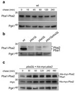 PGK1 Antibody in Western Blot (WB)