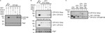 PGK1 Antibody in Western Blot (WB)