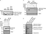 PGK1 Antibody in Western Blot (WB)