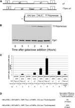 PGK1 Antibody in Western Blot (WB)