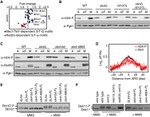 PGK1 Antibody in Western Blot (WB)