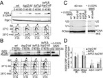 PGK1 Antibody in Western Blot (WB)