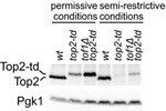 PGK1 Antibody in Western Blot (WB)