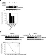 PGK1 Antibody in Western Blot (WB)