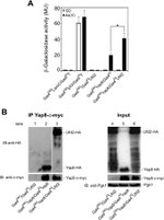 PGK1 Antibody in Western Blot (WB)