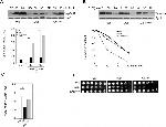 PGK1 Antibody in Western Blot (WB)