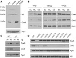 PGK1 Antibody in Western Blot (WB)