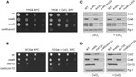 PGK1 Antibody in Western Blot (WB)