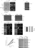 PGK1 Antibody in Western Blot (WB)