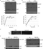 PGK1 Antibody in Western Blot (WB)