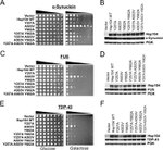 PGK1 Antibody in Western Blot (WB)